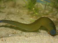 Attēlu rezultāti vaicājumam “Haemopis sanguisuga”