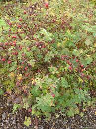 Attēlu rezultāti vaicājumam “Rosa majalis fruit”