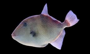 Image result for Balistes capriscus