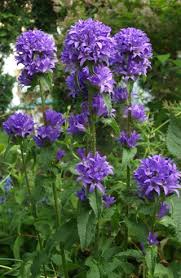 Attēlu rezultāti vaicājumam “Campanula glomerata leaf”