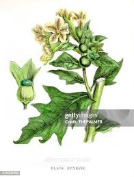 Attēlu rezultāti vaicājumam “Hyoscyamus niger flower”