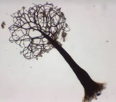 Attēlu rezultāti vaicājumam “Paradiacheopsis sp.”