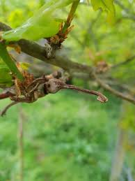 Attēlu rezultāti vaicājumam “Oxyrrhynchium hians var. rigidum macro”
