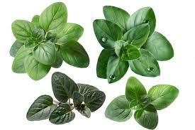 Image result for Oregano