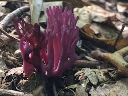 Attēlu rezultāti vaicājumam “Clavulina amethystina”