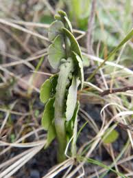 Attēlu rezultāti vaicājumam “Botrychium lunaria”