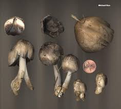 Attēlu rezultāti vaicājumam “Coprinus atramentarius”