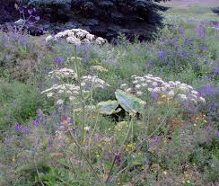 Image result for Heracleum sphondylium