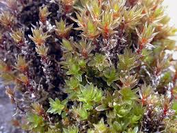 Attēlu rezultāti vaicājumam “Bryum neodamense”