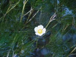 Attēlu rezultāti vaicājumam “Batrachium”