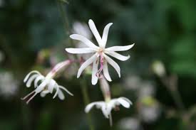 Attēlu rezultāti vaicājumam “Silene nutans flower”