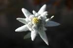 edelweiss (