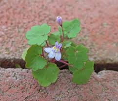 Attēlu rezultāti vaicājumam “Cymbalaria muralis flower”