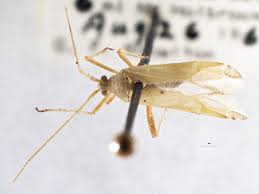 Attēlu rezultāti vaicājumam “Phytocoris sp.”