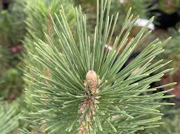 Attēlu rezultāti vaicājumam “Pinus nigra fruit”
