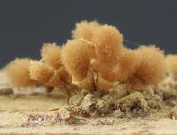 Attēlu rezultāti vaicājumam “Hemitrichia calyculata stalked”