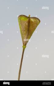 Attēlu rezultāti vaicājumam “Capsella bursa-pastoris fruit”