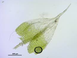 Attēlu rezultāti vaicājumam “Bryum argenteum”