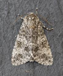 Attēlu rezultāti vaicājumam “Acronicta megacephala”