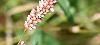 Attēlu rezultāti vaicājumam “Polygonaceae”