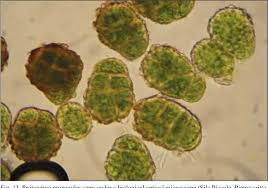 Attēlu rezultāti vaicājumam “Buxbaumia viridis sporophyte”