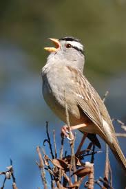 Image result for Zonotrichia leucophrys