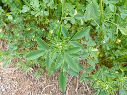 Attēlu rezultāti vaicājumam “Melilotus officinalis leaf”