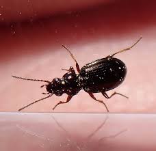 Attēlu rezultāti vaicājumam “Bembidion sp.”