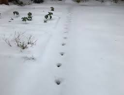 Image result for S England Dive Devil