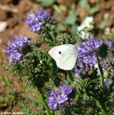 Attēlu rezultāti vaicājumam “Phacelia tanacetifolia”