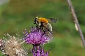 Attēlu rezultāti vaicājumam “Arctophila superbiens”
