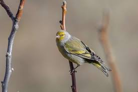 Image result for Carduelis citrinella