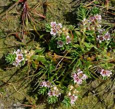 Attēlu rezultāti vaicājumam “Glaux maritima flower”