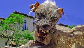 Image result for ugliest dog