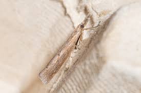 Attēlu rezultāti vaicājumam “Pediasia fascelinella”