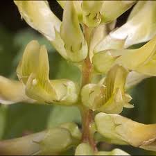 Attēlu rezultāti vaicājumam “Astragalus glycyphyllos fruit”