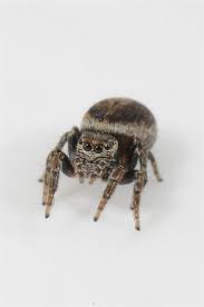 Attēlu rezultāti vaicājumam “Evarcha falcata”