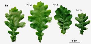 Attēlu rezultāti vaicājumam “Quercus robur leaf”