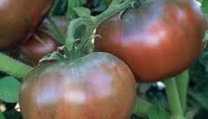 Afbeeldingsresultaat voor stump of the world tomato