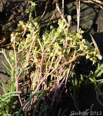 Attēlu rezultāti vaicājumam “Spergularia marina leaf”