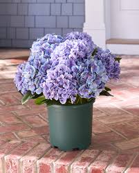 Attēlu rezultāti vaicājumam “Hydrangea”