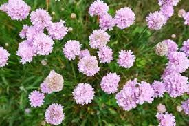 Image result for Grasnelke