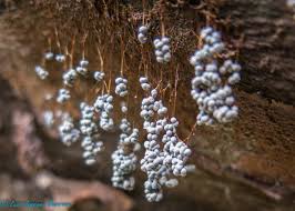 Attēlu rezultāti vaicājumam “Craterium aureonucleatum spores”