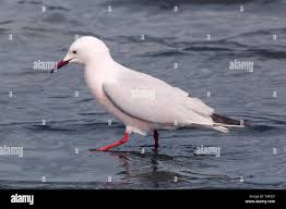 Image result for Chroicocephalus genei