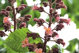 Attēlu rezultāti vaicājumam “Aesculus x hybrida flower”