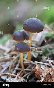 Attēlu rezultāti vaicājumam “Strobilurus esculentus”