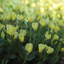 Image result for Lotus tetragonolobus