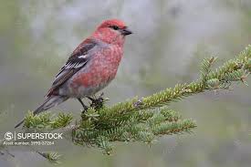 Attēlu rezultāti vaicājumam “Pinicola enucleator”