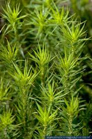 Attēlu rezultāti vaicājumam “Polytrichum formosum”