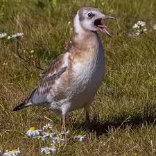 Attēlu rezultāti vaicājumam “Larus ridibundus juvenile”